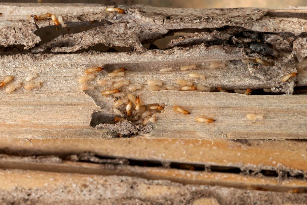 Best Rat Extermination Near Me  in Taylor Lake Village, TX