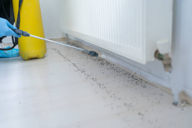 Best Wasp Removal Services  in Taylor Lake Village, TX