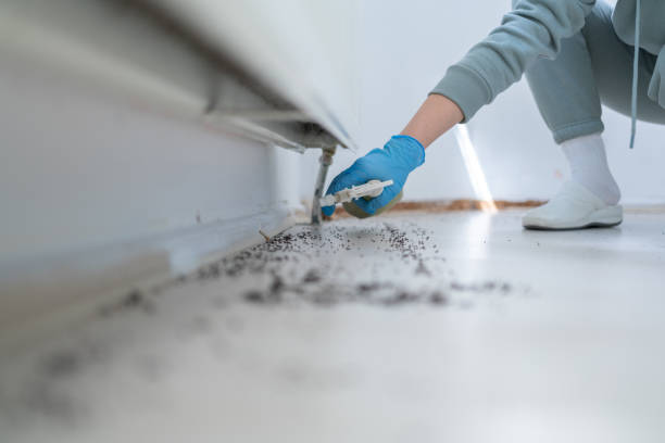 Best Flea Control Services  in Taylor Lake Village, TX